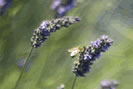 Infusión de lavanda