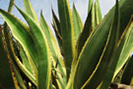 Agave