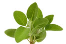 Remedio a base de salvia