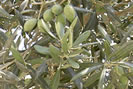 Infusión de hojas de olivo